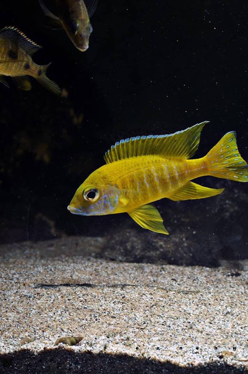 Aulonocara baenschi 'Nkhomo Reef'